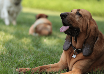 Dog park at Wellington Apartments, Arlington